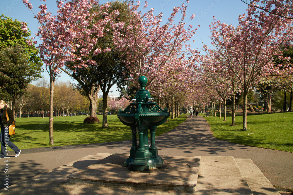 Cherry Blossoms in Herbert Park in Dublin, Ireland