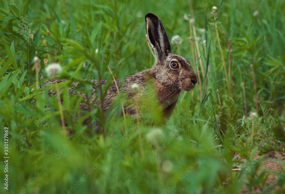 Fototapeta premium hare