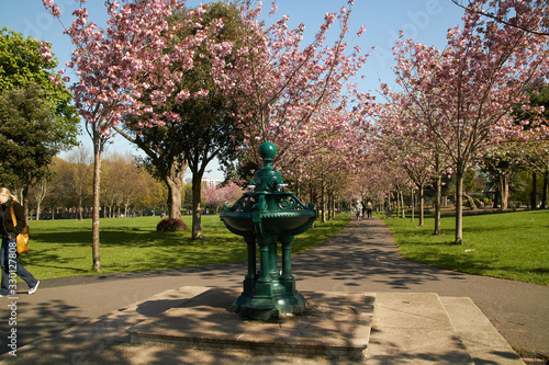 Obraz na płótnie Cherry Blossoms in Herbert Park in Dublin, Ireland w salonie