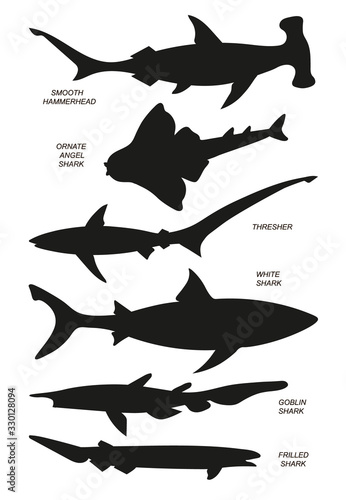 Ocean sharks. Vector black silhouette image.