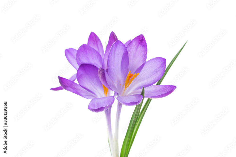 spring purple little crocus flowers isolated on white spring purple little crocus flowers isolated on white