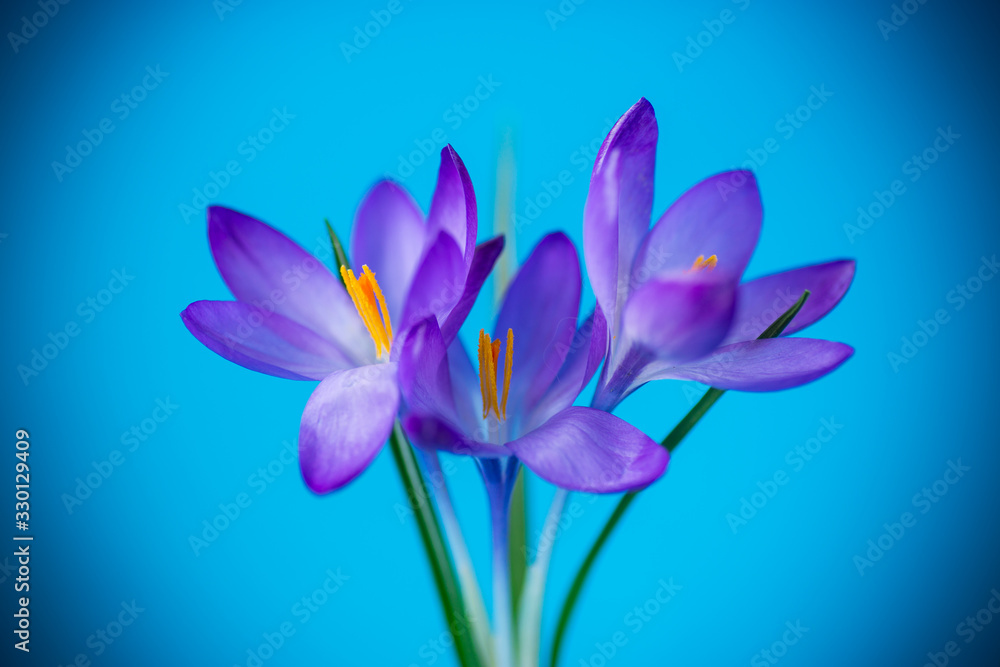 spring purple little crocus flowers isolated on blue spring purple little crocus flowers isolated on blue