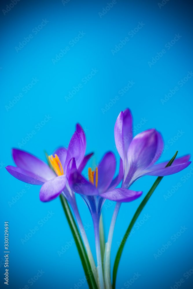 Naklejka premium spring purple little crocus flowers isolated on blue