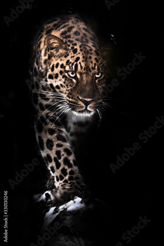 Viciously stares and steps forward. leopard isolated on black background. Wild beautiful big cat in the night darkness, a mysterious and dangerous beast.