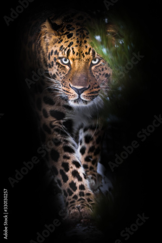Looks from behind a green branch. leopard isolated on black background. Wild beautiful big cat in the night darkness, a mysterious and dangerous beast.