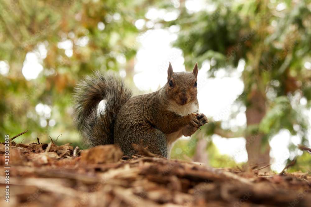 A squirrel in the Botanic gardens in Dublin, Ireland A squirrel in the Botanic gardens in Dublin, Ireland