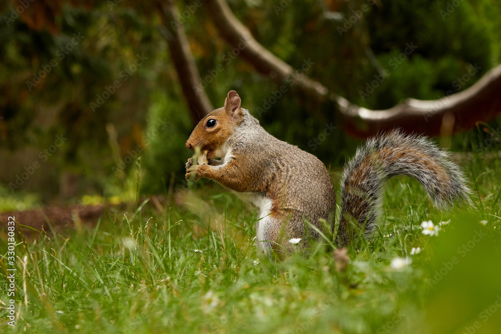 A squirrel in the Botanic gardens in Dublin, Ireland A squirrel in the Botanic gardens in Dublin, Ireland