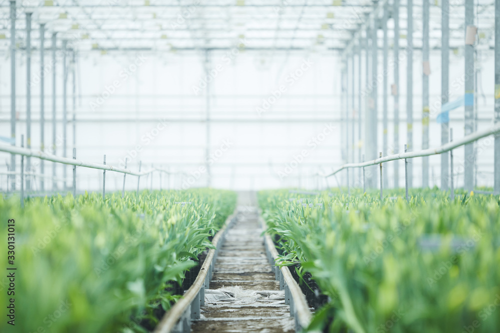 Image of greenhouse with green plants and beautiful flowers