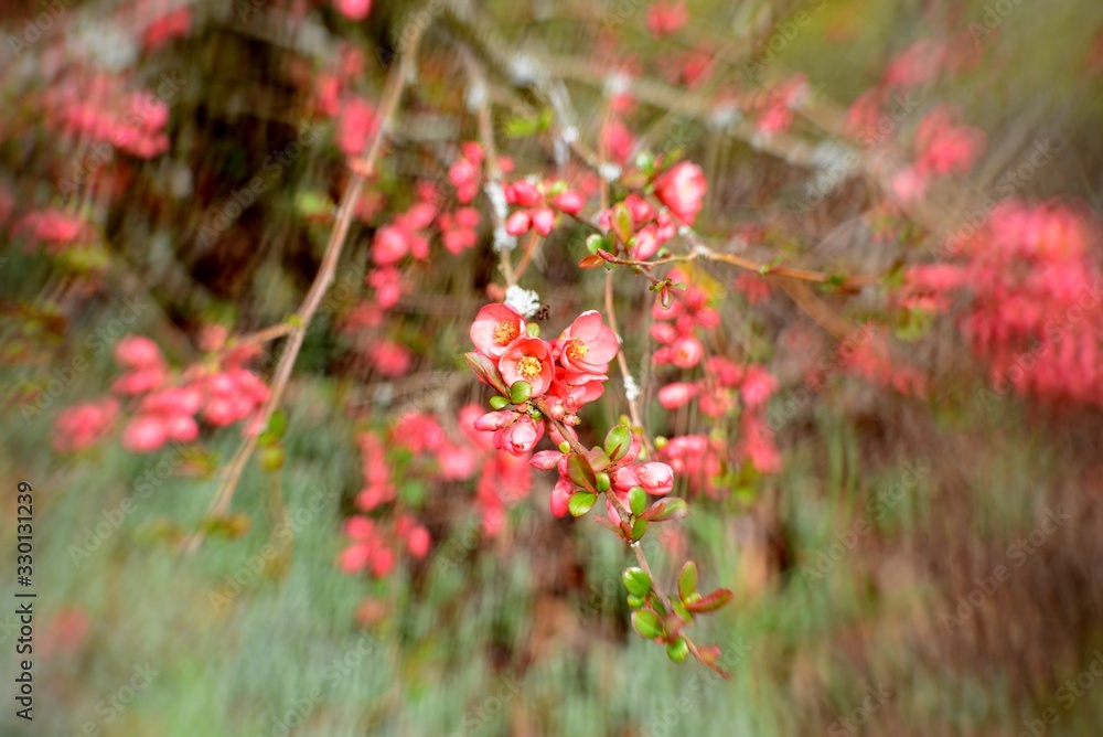 blossom of a wild apple tree, special effect lens