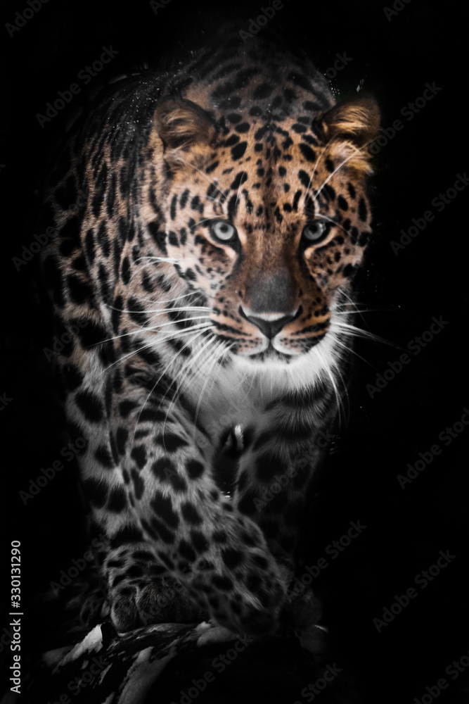 Large full face. leopard isolated on black background. Wild beautiful big cat in the night darkness, a mysterious and dangerous beast. Large full face. leopard isolated on black background. Wild beautiful big cat in the night darkness, a mysterious and dangerous beast.