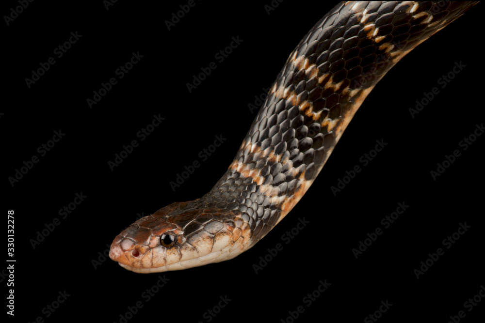 Fototapeta premium Sundevall's Garter Snake (Elapsoidea sundevallii sundevallii)