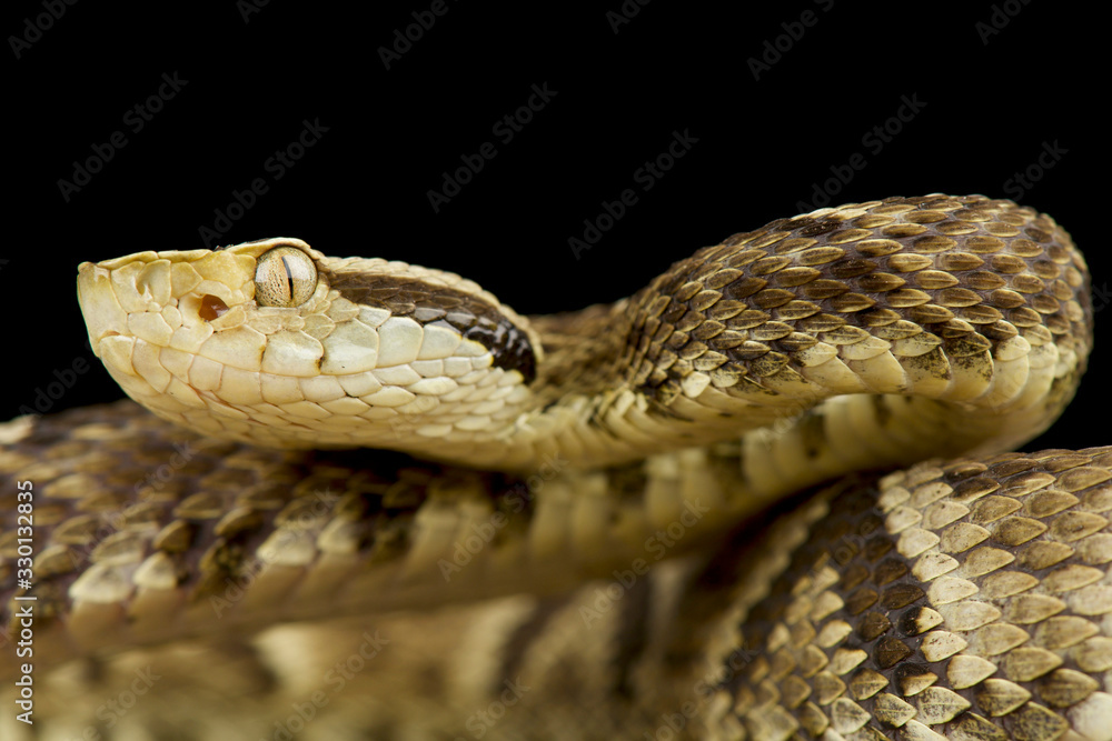 Fototapeta premium Jararaca (Bothrops jararaca)