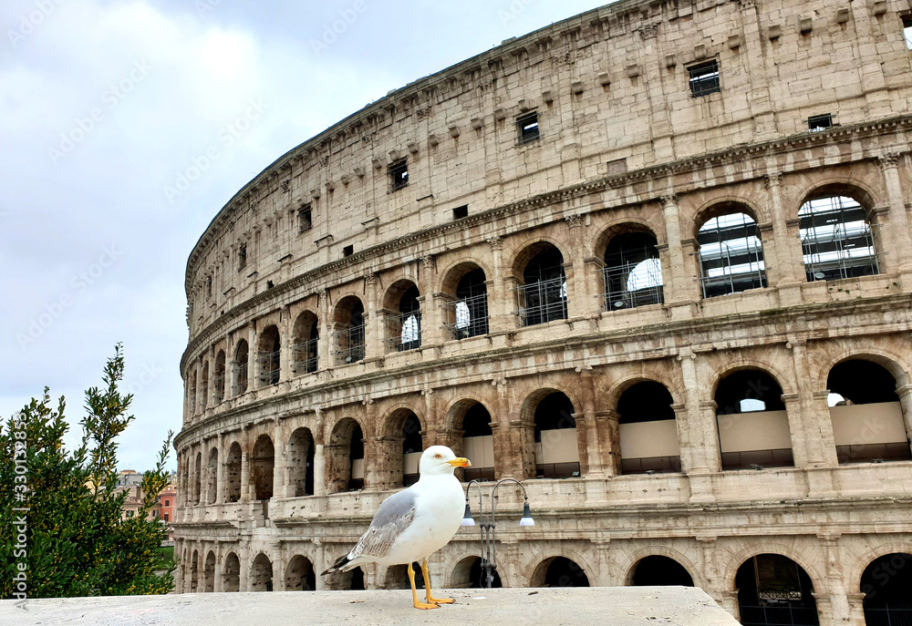 View of the Colosseum without tourists due to the quarantine, only a seagull