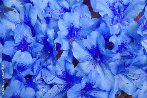 Beautiful spring image with blue flowers of azalea