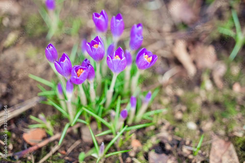 violet crocus flowers close up macro on green background. Early spring first flowers blooming violet crocus flowers close up macro on green background. Early spring first flowers blooming