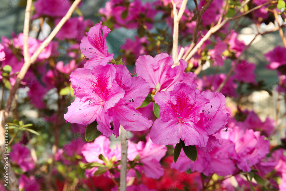Beautiful spring image with pink flowers of azalea Beautiful spring image with pink flowers of azalea