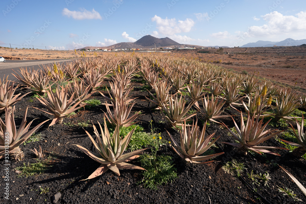 Aloe vera field; Furteventura, Canary Islands Aloe vera field; Furteventura, Canary Islands