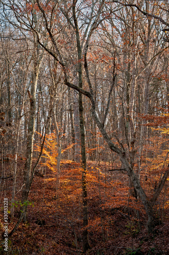 Late afternoon light on the fall colors of a Midwest nature preserve.