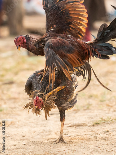 Fototapete Myanmar cock fighting fiercely, trained rooster for gamecock