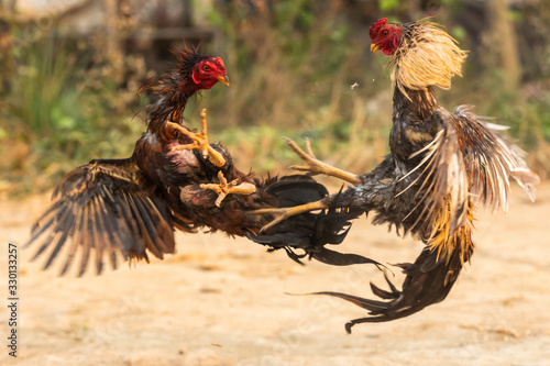 Fototapeta Myanmar cock fighting fiercely, trained rooster for gamecock
