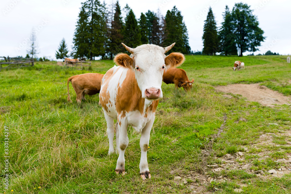 custom made wallpaper toronto digitalcows on a mountain meadow, Pieniny, Poland