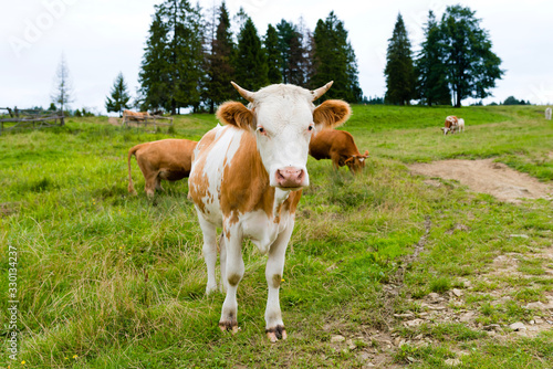 Wallpaper Mural cows on a mountain meadow, Pieniny, Poland Torontodigital.ca
