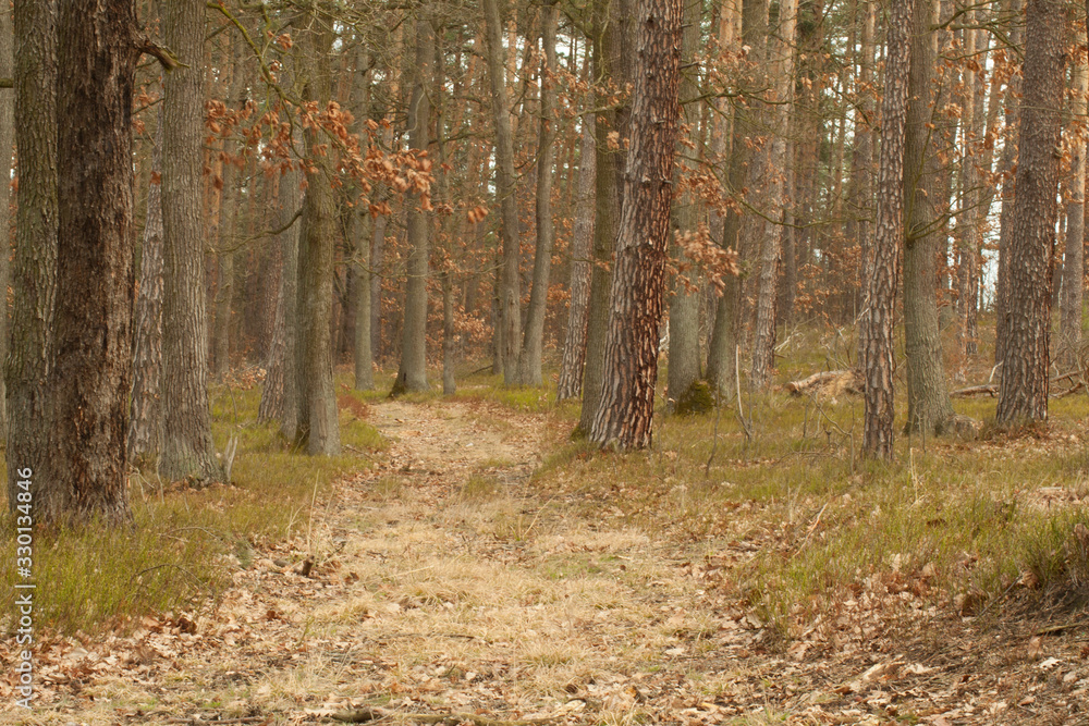 Fototapeta premium Leśna droga