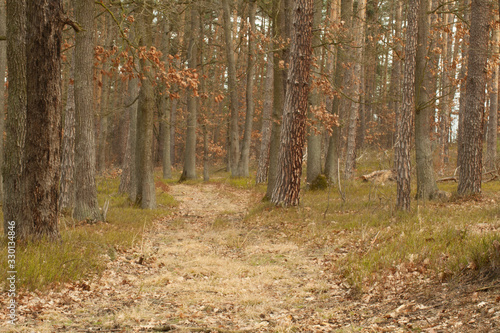 Fototapeta Naklejka Na Ścianę i Meble -  Leśna droga