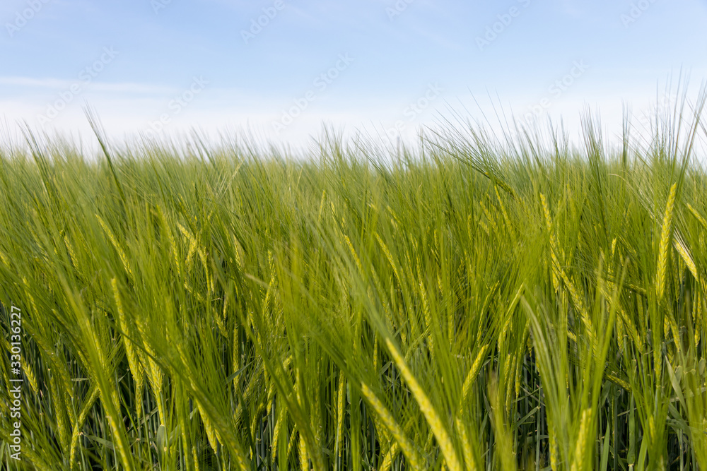 Young green barley corns growing in a field Young green barley corns growing in a field