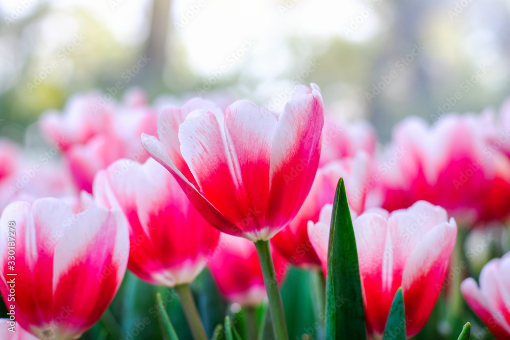 Pink and white tulip flowers blooming in tulip field. Pink and white tulip flowers blooming in tulip field.