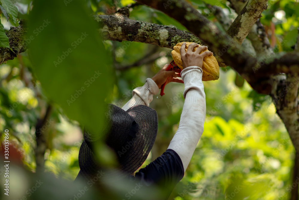 Persona cortando fruto cacao Persona cortando fruto cacao
