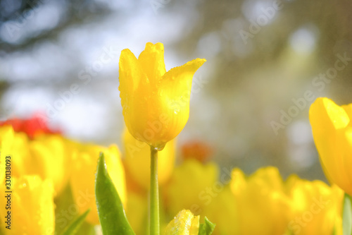 Yellow tulip flowers blooming in tulip field close up. photo