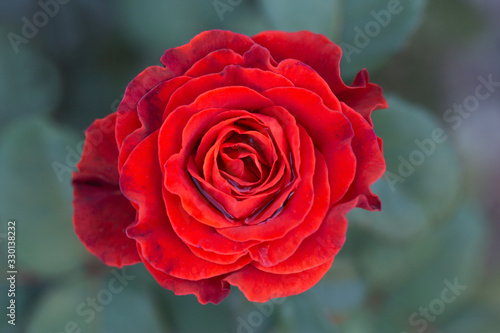 A rose flower of bright red color on a gentle green blurred background. Water between the petals.Selective focus.Top view. Concept of decoration.