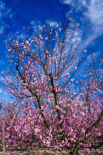 Foto Peach blossom in Cieza, Soto de la Zarzuela in the Murcia region in Spain