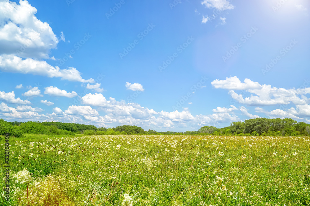 Summer meadow with white flowers. White meadow flower yarrow. In the distance see the forest. Cloudy sky