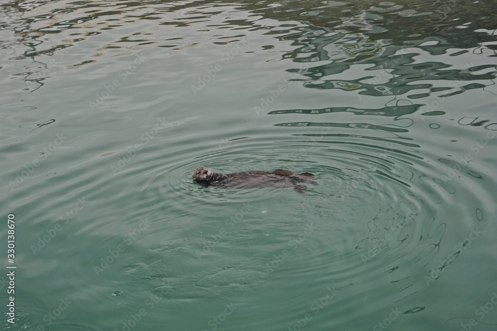 Obraz premium Homer, Alaska: A sea otter (Enhydra lutris) enjoying a swim in the green waters of Kachemak Bay, Alaska.