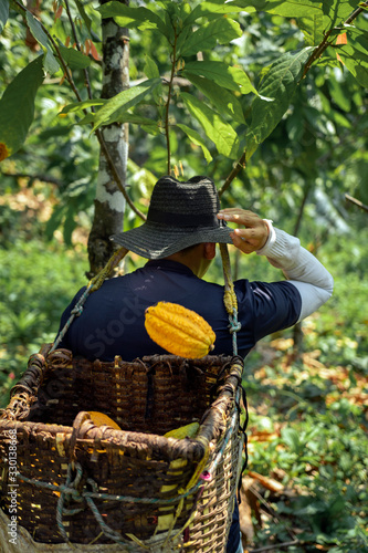 Persona recogiendo cacao en cesta