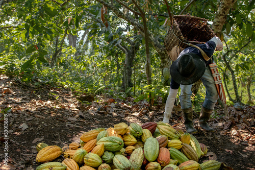 Persona cosechando cacao 