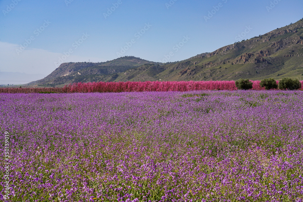 Obraz premium Peach blossom in Jumilla in the Murcia region in Spain