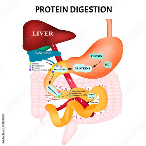 Protein digestion. Protein metabolism. Digestion in the gastrointestinal tract. Infographics. Vector illustration on isolated background.