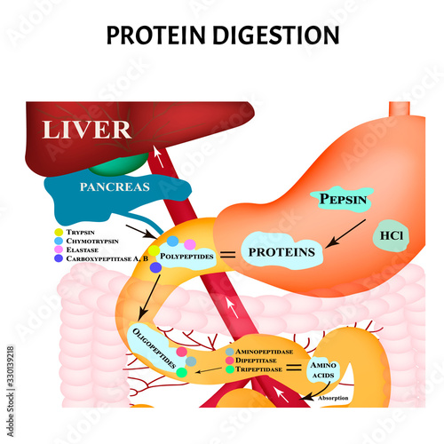 Protein digestion. Protein metabolism. Digestion in the gastrointestinal tract. Infographics. Vector illustration on isolated background. photo