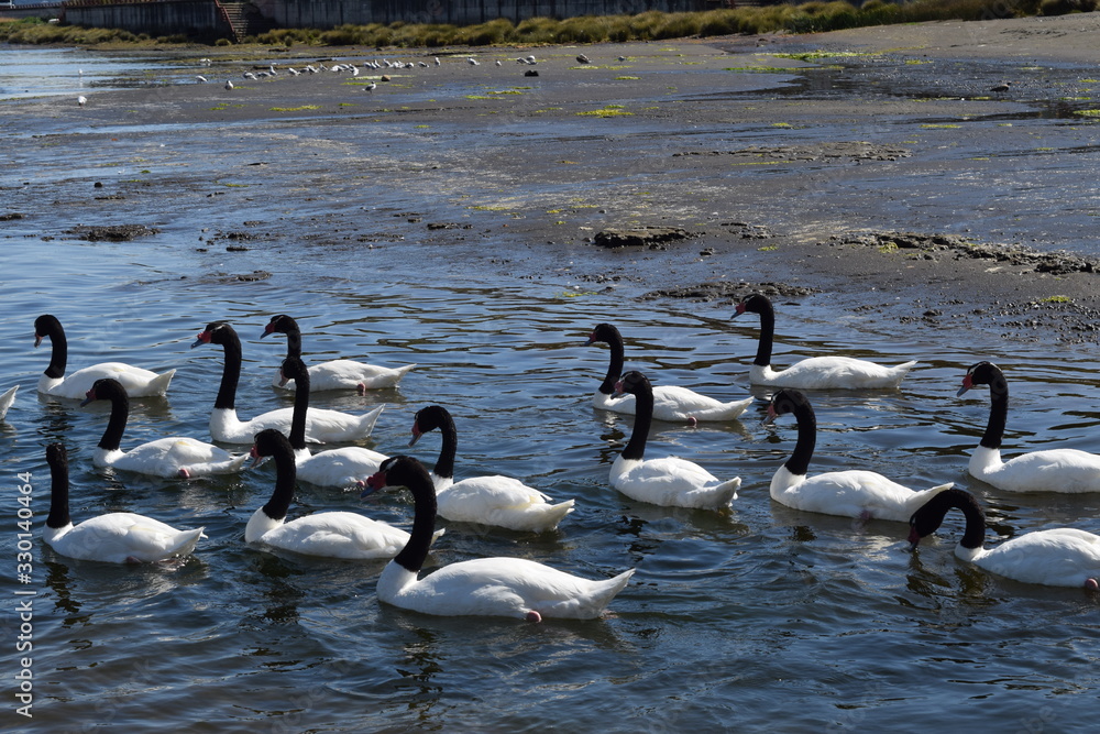 cisnes de cuello negro ordenados cisnes de cuello negro ordenados