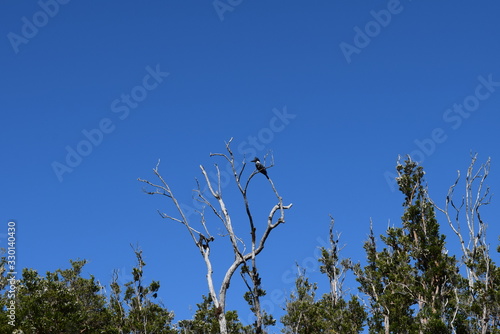 beautiful bird in a tree