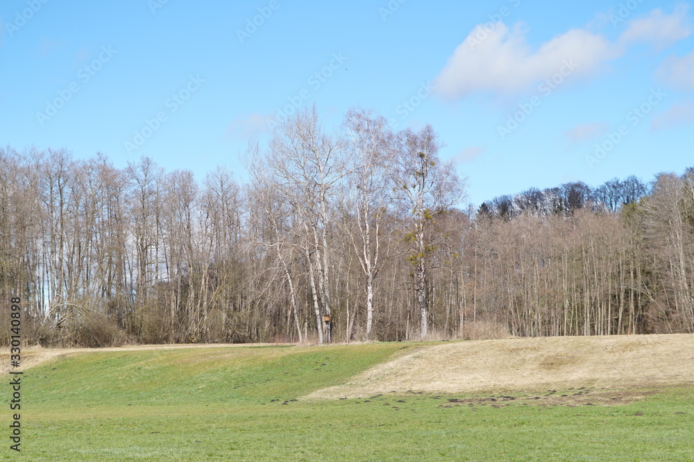 Fototapeta premium Birkengruppe am Waldrand