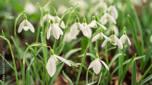 Wallpaper Mural White gallant snowdrop flowers with morning dew drops blooming fast in early spring season time lapse Torontodigital.ca