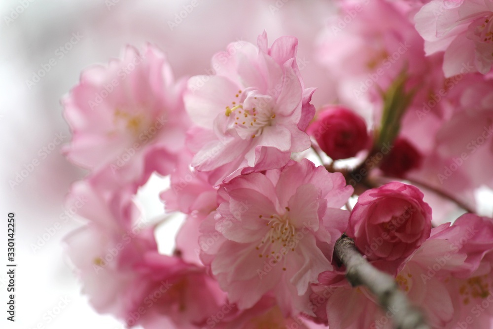 Fototapeta premium 日本の桜