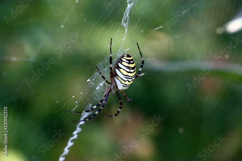 On a web, original in a form, there is a spider argiope bruennichi. In total on an abstract green background.