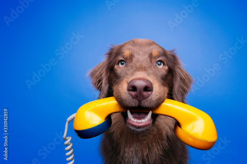Obraz na plátně Hund mit analogem Telefon