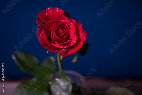Red rose with drops of water on a blue background close-up.