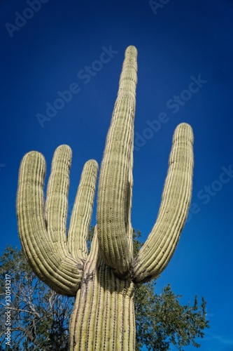 suagaro cactus